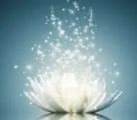 lotus qui s ouvre, nature et bien-être en Gironde – un cadre propice à la reconnexion par le CRDL