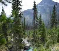 Nature verdoyante – parfait pour un cadre thérapeutique bienveillant à Belin-Beliet